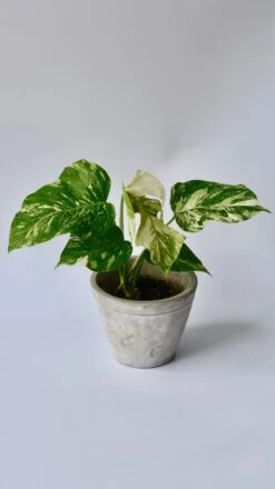 Variegated Monstera - Lots Of White Variegation 12cm X 40cm 15 Variegated Monstera - Lots Of White Variegation 12cm X 40cm -Happy House Plants Sale Store 98bb8d 8419926498d74b8894a0dcc6203a589c mv2 87d2d44d 6c49 481e a933 ad60deaad8e0