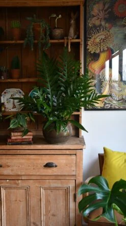 Aglaomorpha Coronans (Snake Leaf Fern) -Happy House Plants Sale Store 98bb8d 84b3324a5f2d47209fbdeee04d88ae4c mv2