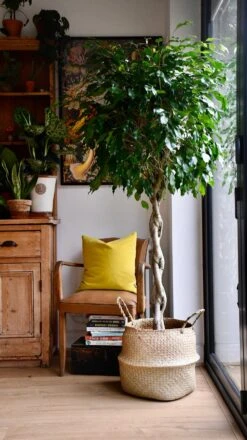 Weeping Fig Tree - Ficus Benjamina -Happy House Plants Sale Store 98bb8d 850834dc0d5b44bc8568e50e82c62c5d mv2