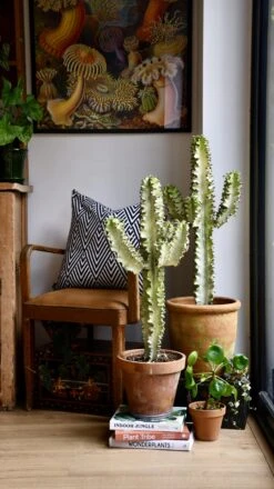 Euphorbia Erytrea Variegata -Happy House Plants Sale Store 98bb8d 857a348c0ac9477dae2a991aa74570c9 mv2