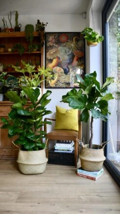 Ficus Lyrata Tree (Fiddle Fig Tree) -Happy House Plants Sale Store 98bb8d 857d95fe63484d1e868e4ab97cafffda mv2