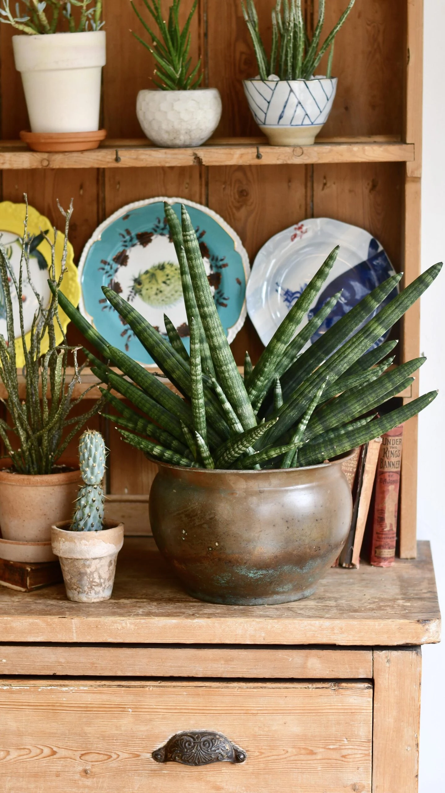 Sansevieria Cylindrica | Cylindrical Snake Plant 1 Sansevieria Cylindrica | Cylindrical Snake Plant