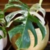 Variegated Monstera - Lots Of White Variegation 12cm X 40cm
