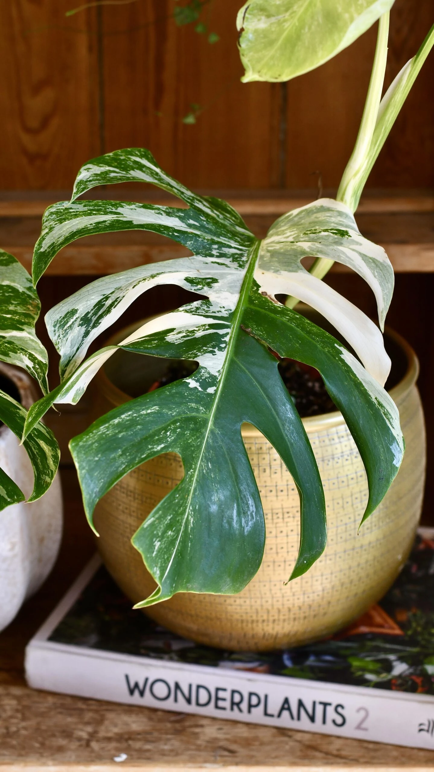 Variegated Monstera - Lots Of White Variegation 12cm X 40cm 1 Variegated Monstera - Lots Of White Variegation 12cm X 40cm