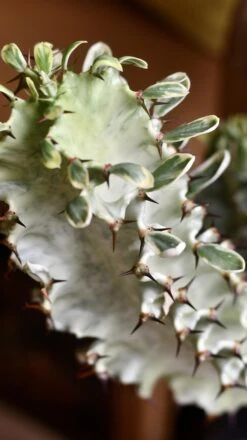 Euphorbia Erytrea Variegata -Happy House Plants Sale Store 98bb8d 86d3b08f268b45e383841eb02eeb1a3c mv2