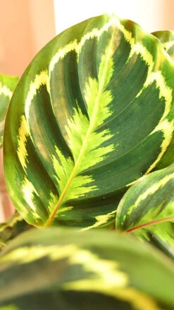 Calathea Veitchiana, Calathea Medallion, Prayer Plant -Happy House Plants Sale Store 98bb8d 8872cfafdf1144b48603a6cdf536495c mv2
