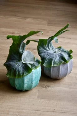 Platycerium Superbum | Staghorn Fern *rare* 7 Platycerium Superbum | Staghorn Fern *rare* -Happy House Plants Sale Store 98bb8d 888b87e1245a4e269e5cce136b39394e mv2