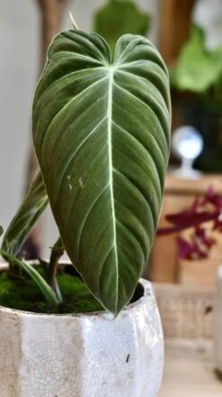 Philodendron Melanochrysum -Happy House Plants Sale Store 98bb8d 88ef607340d2466ca40479b3907eb8ad mv2