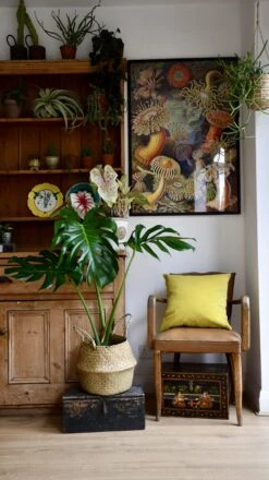 Medium Monstera Deliciosa (Elegant Stem Form) -Happy House Plants Sale Store 98bb8d 89324060fc034a35b40c6bbf16015801 mv2