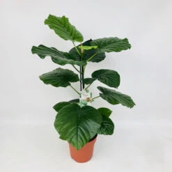 Ficus Umbellata -Happy House Plants Sale Store 98bb8d 89982f9fa61e48458c9d829014e05d74 mv2