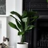 Aspidistra Elatior And Vibes Pot (Cast Iron Plant)