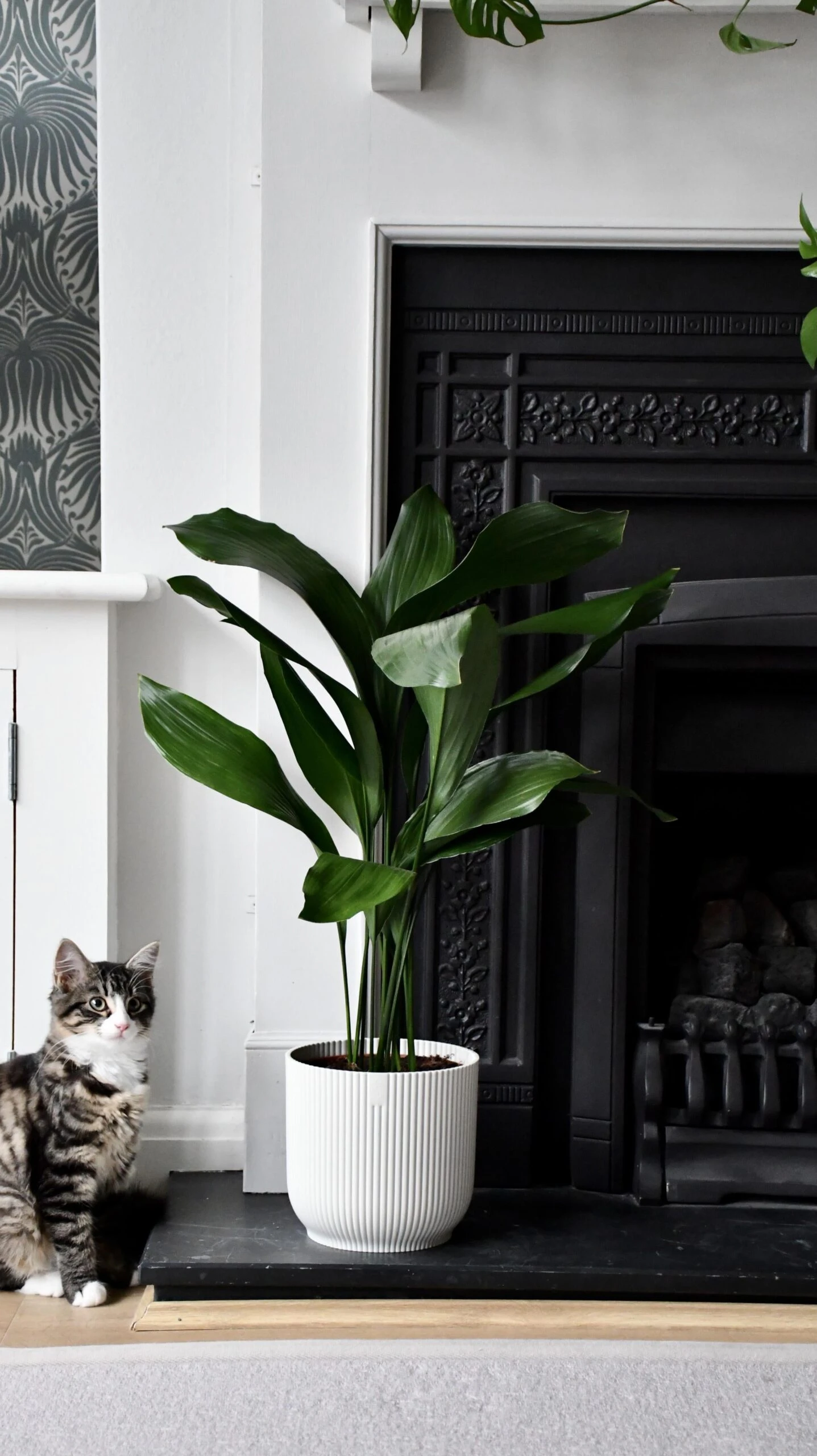 Aspidistra Elatior And Vibes Pot (Cast Iron Plant) 1 Aspidistra Elatior And Vibes Pot (Cast Iron Plant)