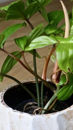 Philodendron Florida -Happy House Plants Sale Store 98bb8d 89f2b9ad068d4050a1c945f48b623e1b mv2
