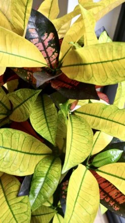 Codiaeum Variegatum 'Mrs Iceton’ -Happy House Plants Sale Store 98bb8d 8a0feb78f17943478fd6ac2f1c6b0c96 mv2