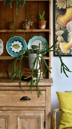 Rhipsalis Pentaptera *rare* -Happy House Plants Sale Store 98bb8d 8b1327ae39f34884b74b60fb335309ab mv2