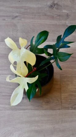 Philodendron Pedatum 'Florida Ghost' -Happy House Plants Sale Store 98bb8d 8b1a0968c7a94d73887ca865405e7fa0 mv2