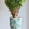 Polyscias Ming Gold Bonsai