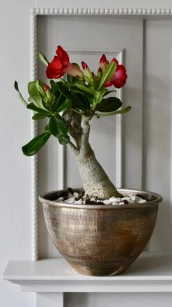 Adenium Obesum -Desert Rose 10cm X 30cm -Happy House Plants Sale Store 98bb8d 8c58e34e7cdc447f92763f2531a02701 mv2