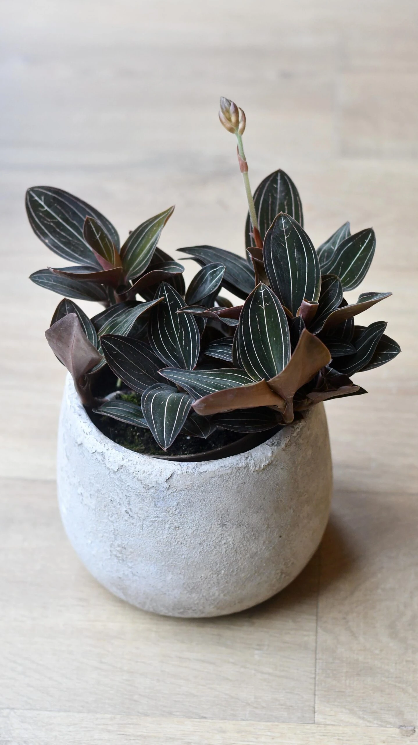 Ludisia Discolor (Jewel Orchid) 2 Ludisia Discolor (Jewel Orchid) - Image 2