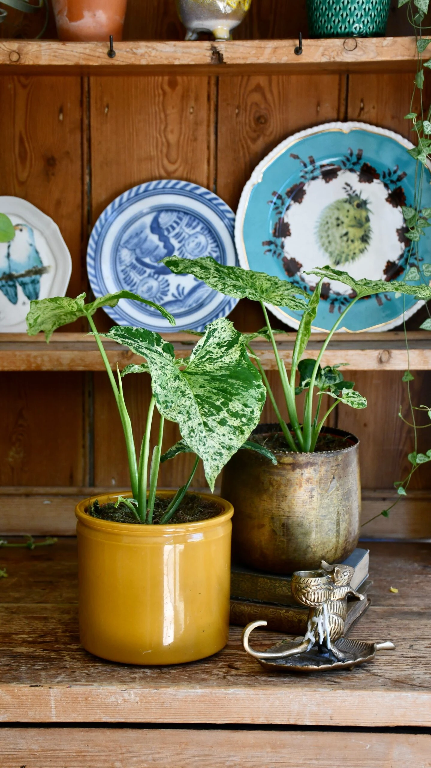 Syngonium Mottled | Mojito 7 Syngonium Mottled | Mojito - Image 7