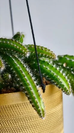 Selenicereus Validus -Happy House Plants Sale Store 98bb8d 8d14c49771ce49e58a6f60c42653c497 mv2