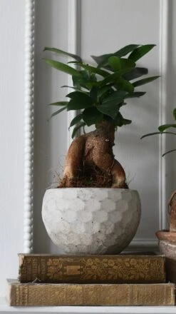 Ficus Retusa (Ginseng Bonsai Tree) -Happy House Plants Sale Store 98bb8d 8d60b6eff2b04b4094e9ed5d896e74f5 mv2