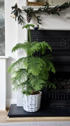 Araucaria Heterophylla (Norfolk Island Pine) -Happy House Plants Sale Store 98bb8d 8d963414aec24dd595eed5c8c6ae6b06 mv2