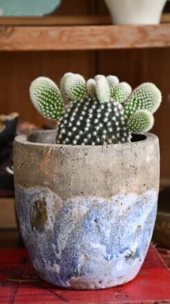 Opuntia Albispina 'Pretty' -Happy House Plants Sale Store 98bb8d 8dfef2726c044a2f9d4b203b314231d2 mv2
