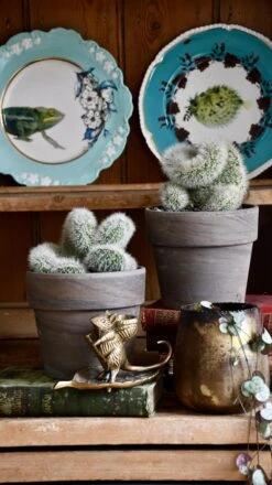 Hildewintera Aureispina F. Cristata