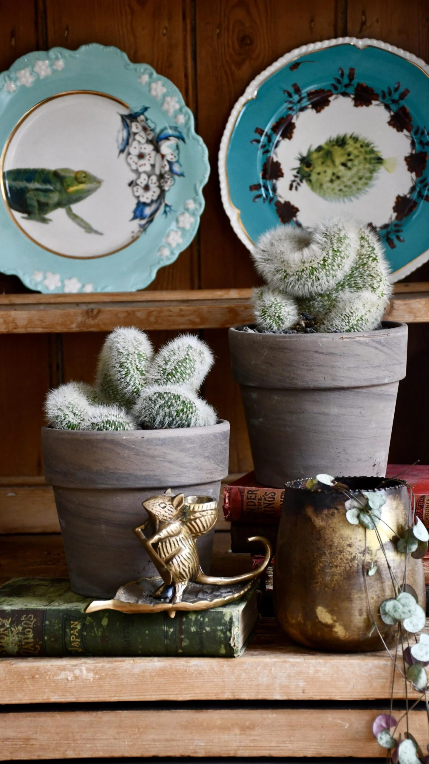 Hildewintera Aureispina F. Cristata 1 Hildewintera Aureispina F. Cristata