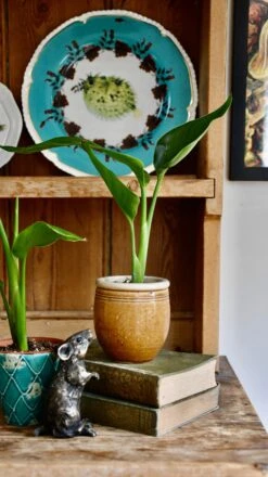 Baby Strelitza Nicolai (White Bird Of Paradise, Wild Banana, Giant Bird Of Paradise, Mexican Bird Of Paradise) 5 Baby Strelitza Nicolai (White Bird Of Paradise, Wild Banana, Giant Bird Of Paradise, Mexican Bird Of Paradise) -Happy House Plants Sale Store 98bb8d 8e7fea83f6d64f5e97010b4c262b98ce mv2