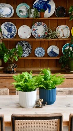 Small Blechnum Gibbum (Silver Lady) -Happy House Plants Sale Store 98bb8d 8f97e993b8da447faacdf0f965033bb5 mv2