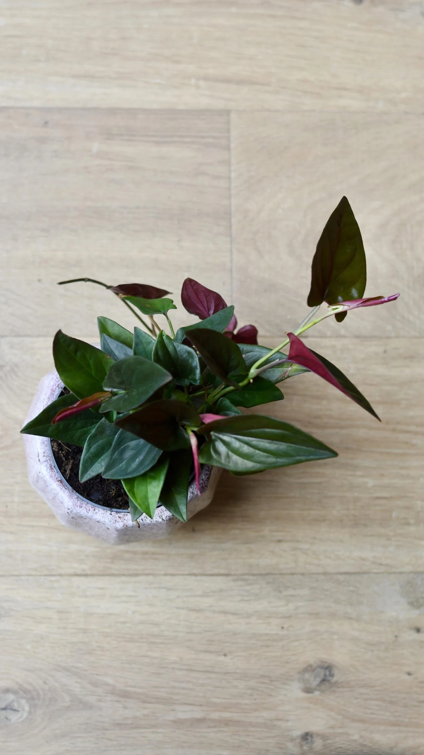 Syngonium Erythrophyllum "red Arrow Plant" 2 Syngonium Erythrophyllum "red Arrow Plant" - Image 2