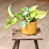 Philodendron Scandens Brasil 12cm Wide