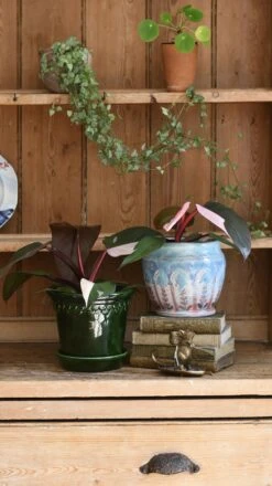 Pink Princess Philodendron 9cm Pot 15 Pink Princess Philodendron 9cm Pot -Happy House Plants Sale Store 98bb8d 90ae43ac1c0d4f989776122ae0bddf65 mv2