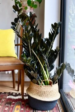 Large Zamioculas Raven | Super Nova -Happy House Plants Sale Store 98bb8d 912c11c6037a4531a296510f82378a53 mv2 d 2183 3274 s 2