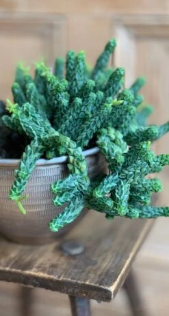 Peperomia Columella -Happy House Plants Sale Store 98bb8d 92631b19e3f541b190079778df3bfbb4 mv2