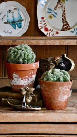 Mammillaria Tepelcactus -Happy House Plants Sale Store 98bb8d 9288e2af5812476ea4e332ae800df8eb mv2