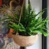 Nephrolepis Exaltata 'Sonata' (Boston Fern)