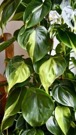 XL Philodendron Scandens Brasil -Happy House Plants Sale Store 98bb8d 934edf768b1242f7b6b0caff288ae34d mv2