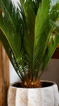 Cycas Revoluta - Sago Palm -Happy House Plants Sale Store 98bb8d 940b7312eba94c0483475004adffdcf4 mv2
