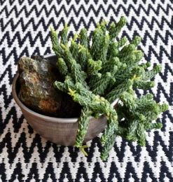 Peperomia Columella -Happy House Plants Sale Store 98bb8d 946df692cb2d4d7ab7c1816291acb25f mv2