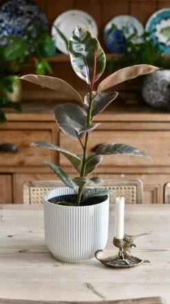 Ficus Elastica 'Belize' - Variegated Rubber Plant -Happy House Plants Sale Store 98bb8d 9492bc49cf7b47a7aabb748ee1ea6f9e mv2