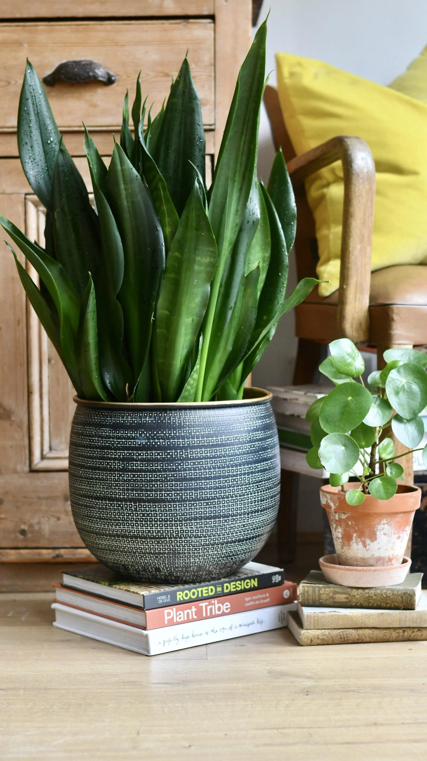 Sansevieria Trifasciata Black Dragon 1 Sansevieria Trifasciata Black Dragon