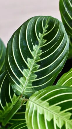 Maranta Leuconeura Marisela Lemon And Lime -Happy House Plants Sale Store 98bb8d 9567e555d94b434bbd230626274699de mv2