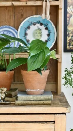 Epipremnum Pinnatum (Dragon Tail Plant) -Happy House Plants Sale Store 98bb8d 96132bc014cd42868793506bc5390d1d mv2