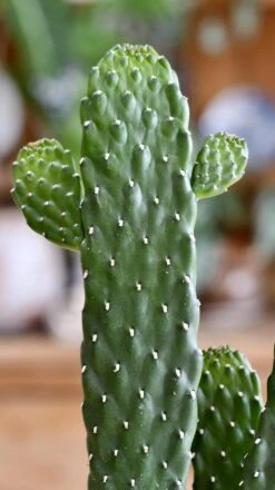 Opuntia Rubescens Console -Happy House Plants Sale Store 98bb8d 975e75e918a1441d860dab8bbcd3b7fb mv2