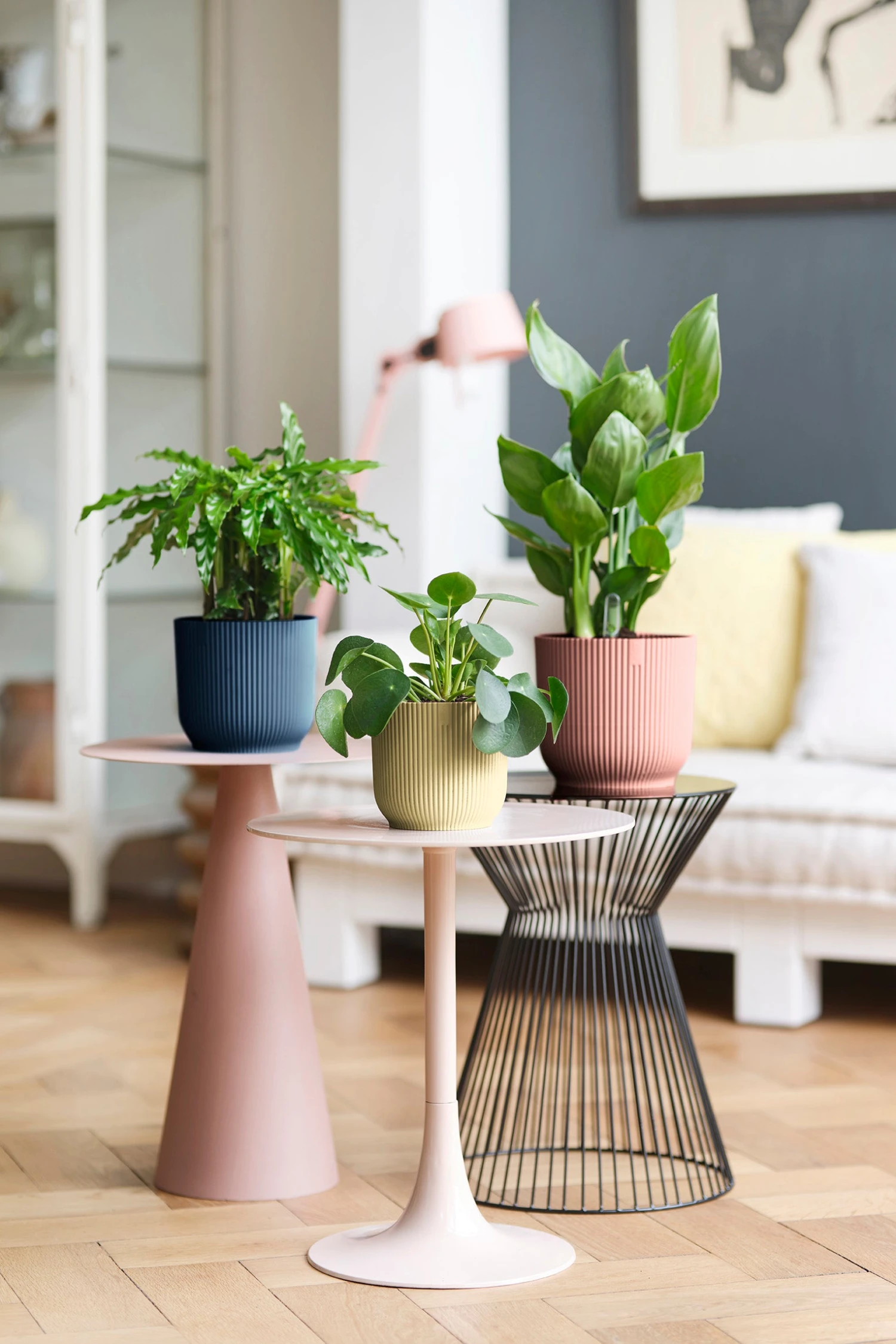 Aspidistra Elatior And Vibes Pot (Cast Iron Plant) 8 Aspidistra Elatior And Vibes Pot (Cast Iron Plant) - Image 8