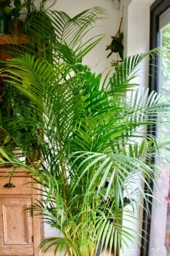 Dypsis Lutescens (Areca Palm, Butterfly Palm) -Happy House Plants Sale Store 98bb8d 994525b9e2c14160831452b20cdfd737 mv2 d 2848 4272 s 4 2 04ff8abd c796 49c3 97f0 dedd8ca84c6e