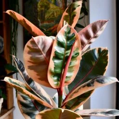 Ficus Elastica Belize - Variegated Rubber Tree 8 Ficus Elastica Belize - Variegated Rubber Tree -Happy House Plants Sale Store 98bb8d 998db0c1a2104ee6b4e193cd8ec2dfa6 mv2 d 2848 2848 s 4 2